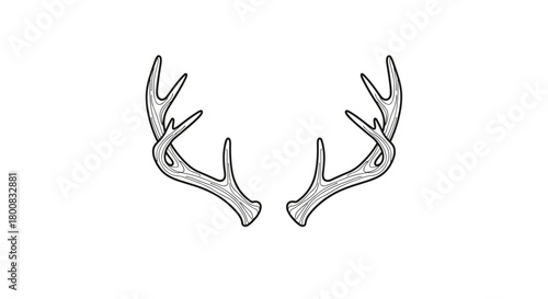 A pair of deer antlers drawn with fine lines on a white background.