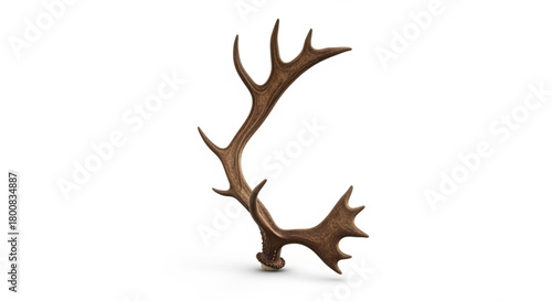 A single brown antler isolated on, showcasing its unique shape and texture, perfect for wildlife, nature, or decorative themes