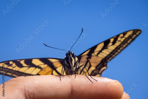 butterfly on hand