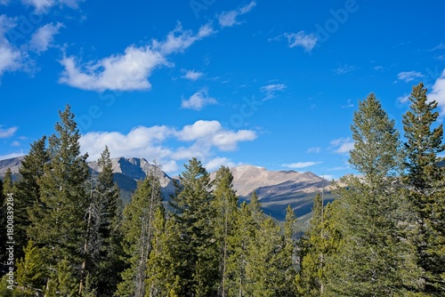 Evergreen Trees with distant mountains 