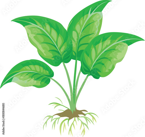 A vibrant illustration depicting fresh spinach plant roots and several lush green leaves
