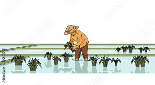 Traditional Rice Paddy Farming Farmer Planting Seedlings in Water Field Asian Agriculture Illustration