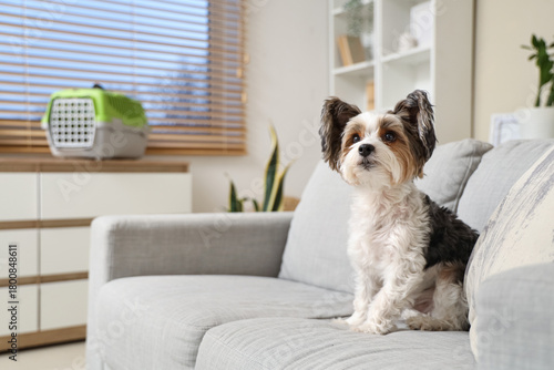 Cute Biewer Terrier dog sit...