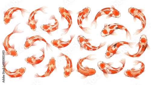 Collection of watercolor-style koi fish swimming in various orientations, featuring orange and white coloration on a transparent background.