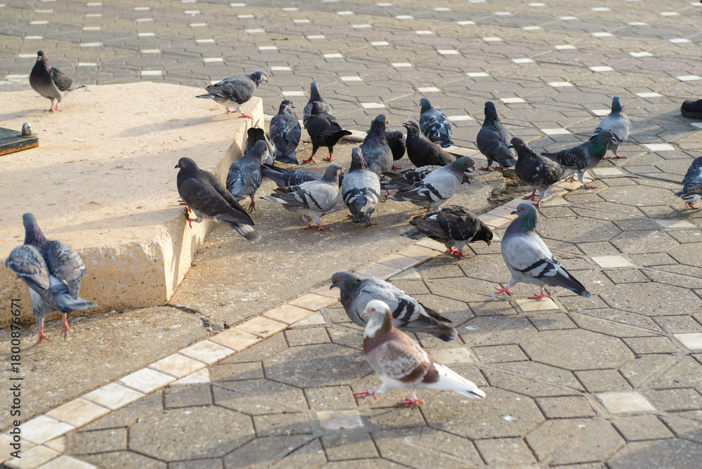 Obraz premium Pigeons in a group in the sun in a pedestrian area in the center of Timisoara in Romania