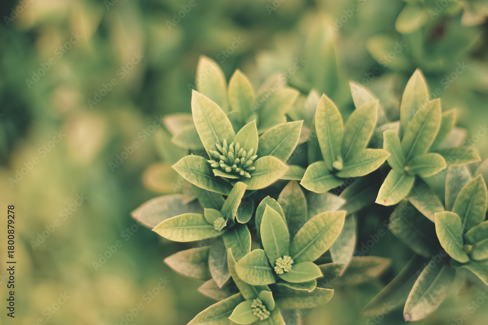 Fototapeta premium Green Leaves Macro with Soft Background