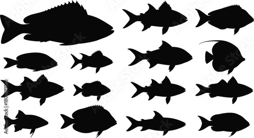 Fish silhouette vector set – diverse aquatic species in black side profile for marine biology, taxonomy, fishing, and underwater design themes