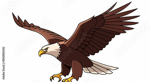 american bald eagle