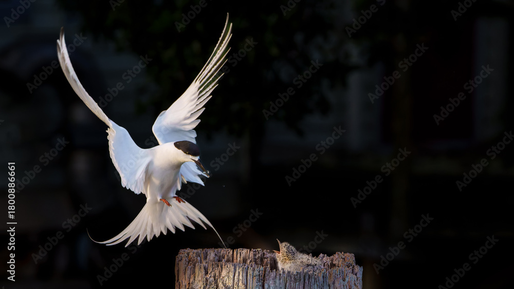 Obraz premium White-fronted tern or sterna striata landing on old wharf pole with fish to feed chick in nest-site