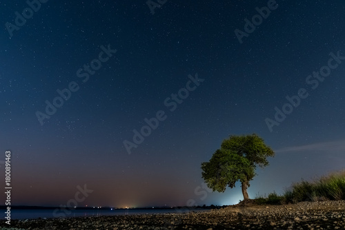 Solitary Tree Under Night Sky in Lawton, OK