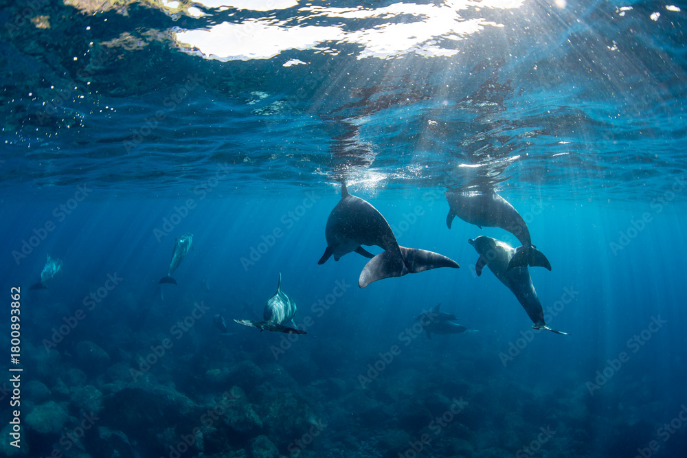 Fototapeta premium Wild dolphins swimming in the clear waters