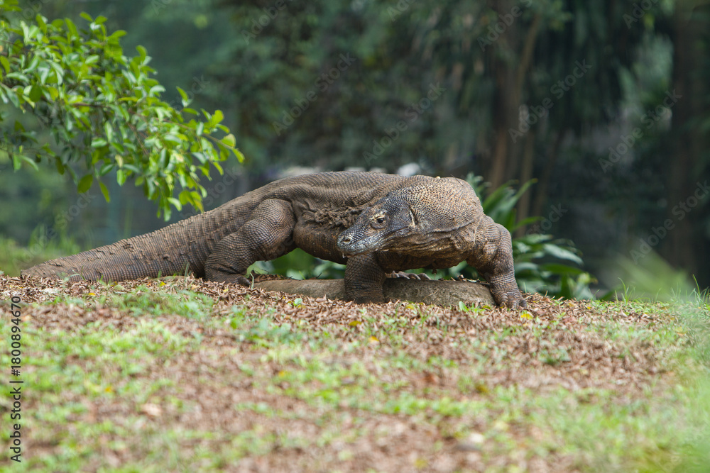 Fototapeta premium a Komodo dragon was crawling in the thicket while looking around