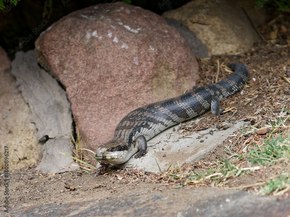 Fototapeta premium Eastern blue-tongued lizard (Tiliqua scincoides scincoides), or eastern blue-tongued skink enjoying the sunshine on a suburban garden path