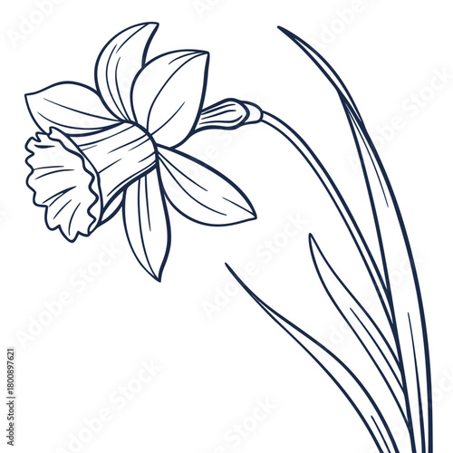 Illustration of a daffodil flower with leaves, isolated on the flower is in full bloom, with its petals and trumpet clearly visible in detail