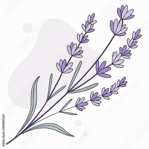Illustration of lavender flowers, a delicate and aromatic floral design, ideal for projects needing a touch of nature and elegance isolated on