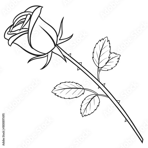 A single rose on a stem with thorns and leaves, depicted in a classic black and white line drawing, isolated on for versatile design