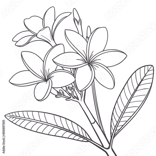 Illustration of a frangipani flower branch with leaves isolated on, showcasing its delicate petals and tropical beauty in a minimalist design