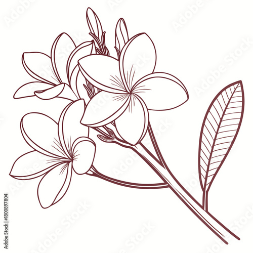 Illustration of a frangipani flower branch with leaves isolated on, showcasing its delicate petals and tropical beauty in a minimalist design