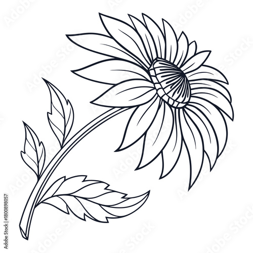 Captivating daisy illustration isolated on, showcasing the timeless beauty of nature with its delicate petals, sturdy stem, and a touch of simplicity in a clean design