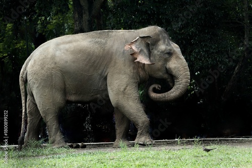 a sumatran elephant is seen walking in the field