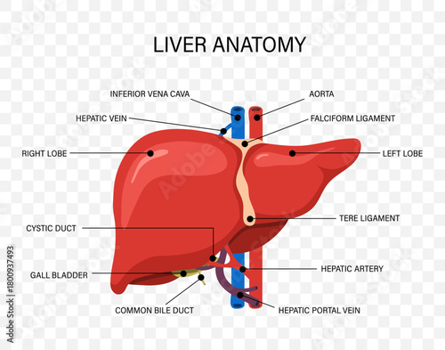 Human liver anatomy. Disease treatment icons for medical illustration and healthcare. Vector design.