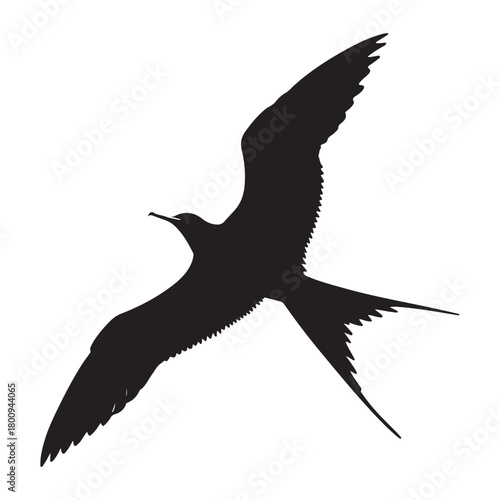 Frigatebird flying silhouette Vector