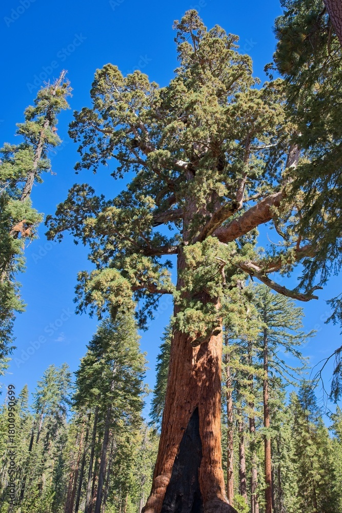 Fototapeta premium Giant Sequoia, Grizzly Giant