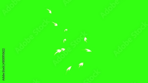 Flying swallow animation on green screen