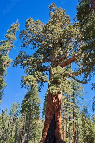 Giant Sequoia, Grizzly Giant