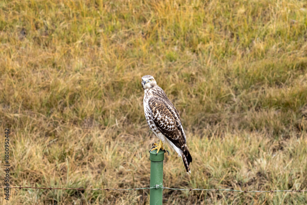 Fototapeta premium Hawk Perched on Fence Post in Colorado Field