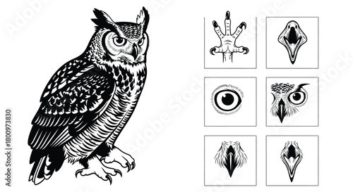 Detailed illustration of an owl and its features, including its eye, foot, and beak, isolated on
