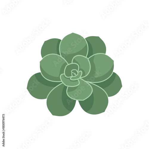 A realistic and detailed illustration of a green succulent plant on a white background, perfect for nature and gardening themes