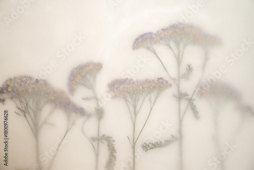 Top View of Pressed Dried Yarrow Flowers in Muted Pink