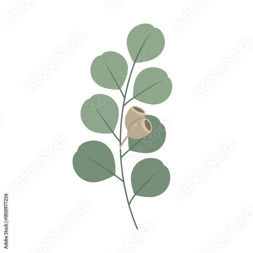Eucalyptus branch with leaves and seed pods, a botanical illustration representing nature and growth