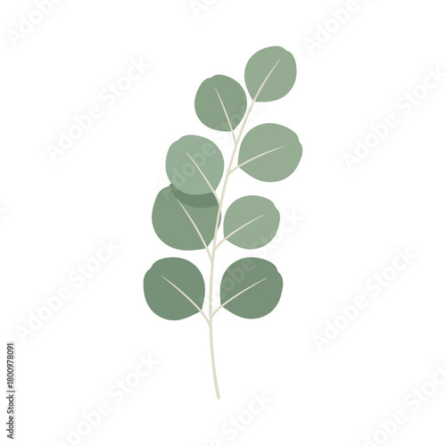 A simple illustration of a eucalyptus branch with round green leaves on a white background, representing nature and minimalism