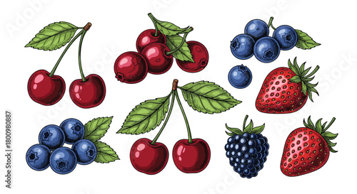 Colorful vintage-style illustrations of fresh and ripe berries, including cherries, blueberries, strawberries, and blackberries, on a white background.