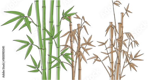 Hand-drawn illustration of green and brown bamboo stalks with delicate leaves on a white background, capturing natural botanical beauty.