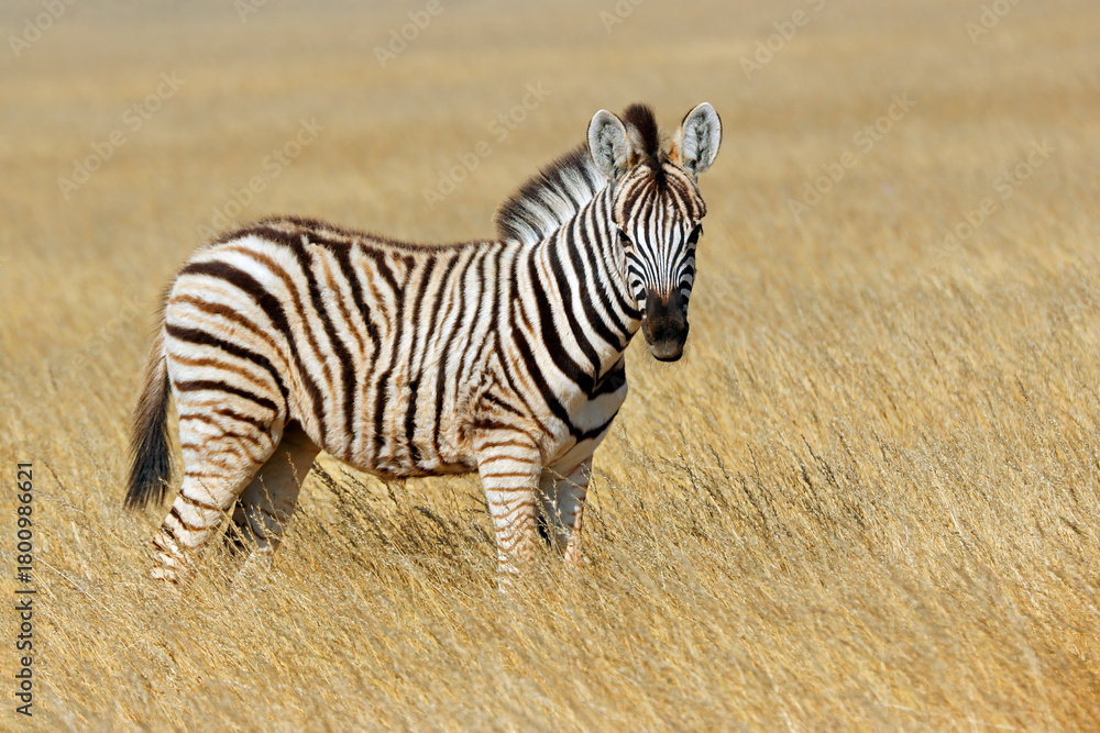 Obraz premium A plains zebra (Equus burchelli) standing in grassland, Etosha National Park, Namibia