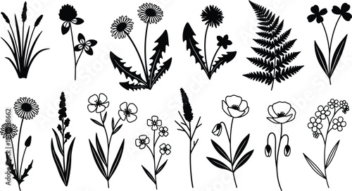 Set of wildflower dandelion leaf floral silhouette vector, botanical plant collection, nature line art, meadow, hand drawn illustration.
