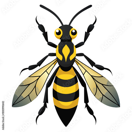 a bee or wasp viewed from above with wings spread, no background vector file.