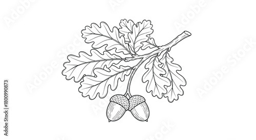 Classic black and white botanical illustration of an oak branch, showcasing its unique lobed leaves and a cluster of two developing acorns.