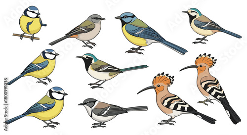 A vibrant collection of illustrated European wild birds, featuring various tits, a wagtail, nuthatch, and two hoopoes on white.
