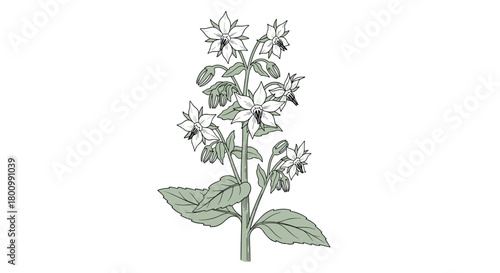 Botanical illustration of a flowering plant, likely borage, showcasing its numerous star-shaped white blooms and textured green foliage.