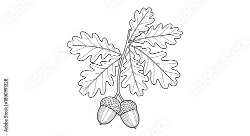 Illustrative black and white drawing of an oak branch, featuring its characteristic lobed leaves and two mature acorns, on a clean white background.