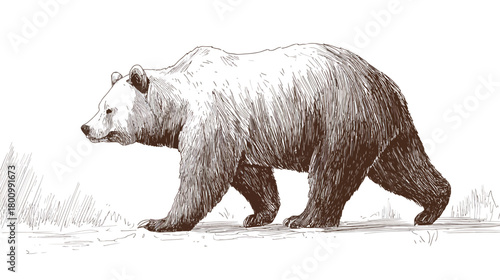 Detailed hand-drawn illustration of a large walking bear, vintage engraving style artwork depicting a powerful wild animal in motion.