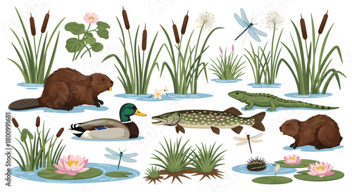 A vibrant illustration of a freshwater wetland ecosystem, showcasing diverse animals like beavers, a duck, fish, a reptile, and various aquatic plants.