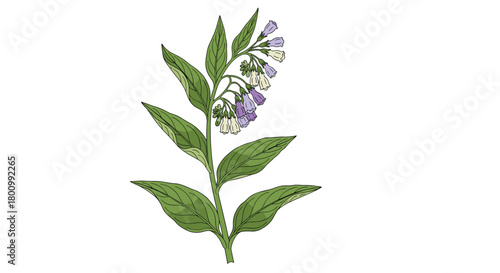 Botanical illustration of a comfrey plant with prominent green leaves and clusters of white and purple bell-shaped flowers.