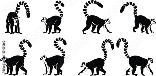 Ring-tailed lemur illustrations collection with black and white striped tail, Madagascar primate animal icons vector set, wildlife graphics.