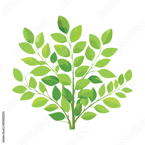 Simple, expressive illustration of a loose, airy shrub plant with bright green leaves and thin stems, conveying natural, light organic form plant