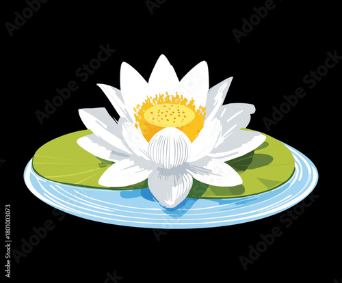 Classic white water lily flower fully blooming with numerous petals, showcasing its star shape and circular pads on the rippled water surface plant